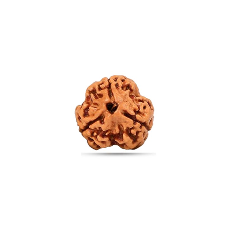 3 Mukhi Nepal - Small