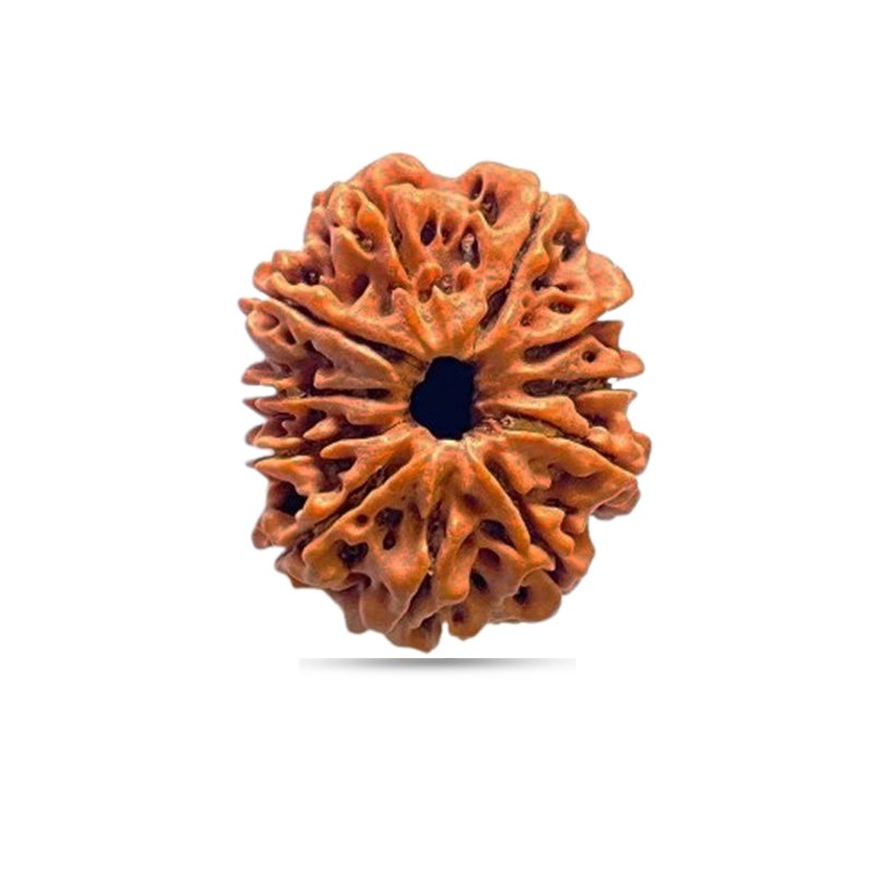 11 Mukhi Nepal - Giant