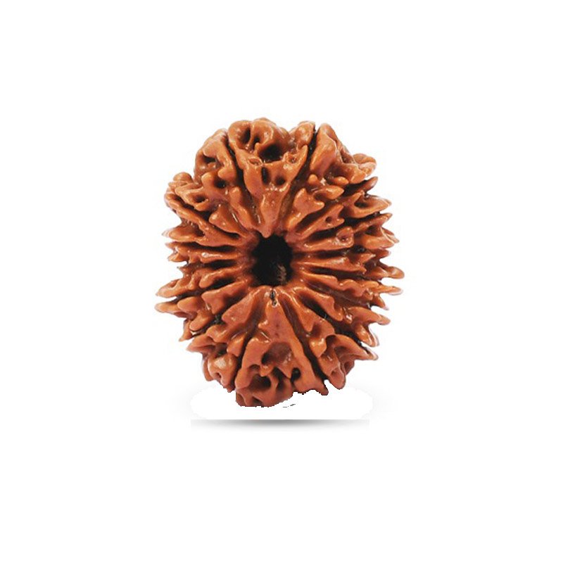 15 Mukhi Nepal - Big