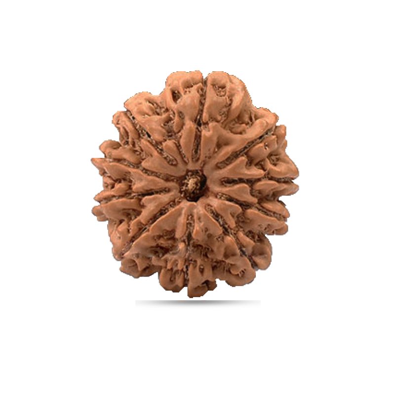 10 Mukhi Nepal - Giant