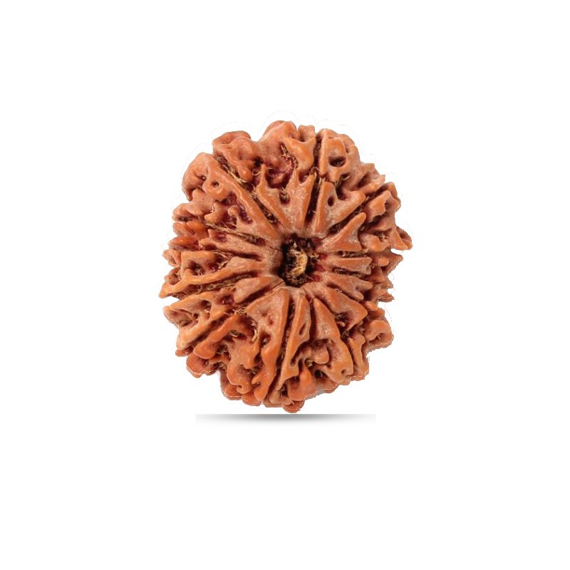 Ciondolo In Argento Sterling Con Rudraksha Nepalese A 7 Mukhi (7 Facce), Autentico E Certificato