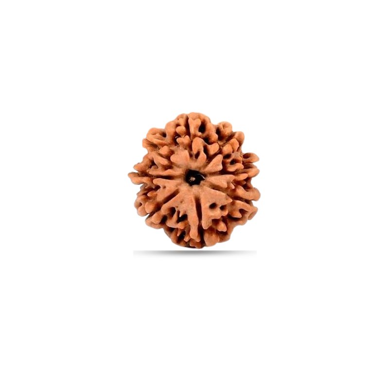 8 Mukhi Nepal - Small