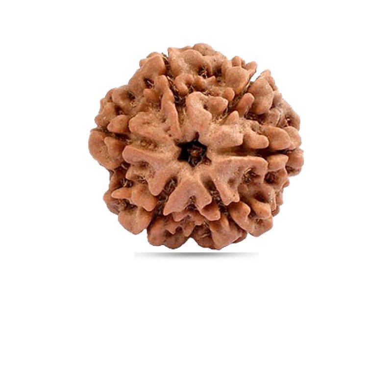 6 Mukhi Nepal - Giant