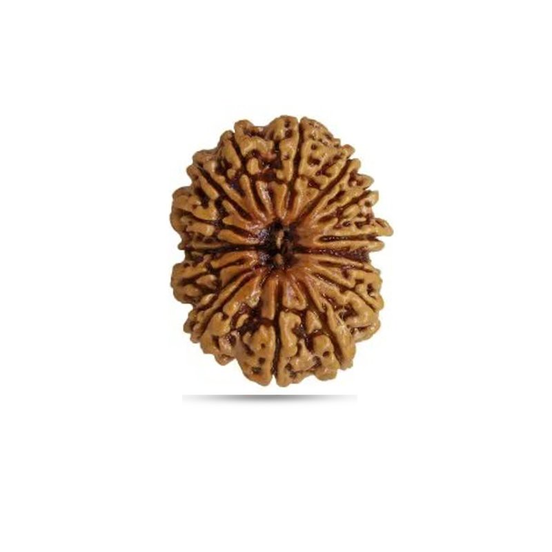 14 Mukhi Nepal - Big