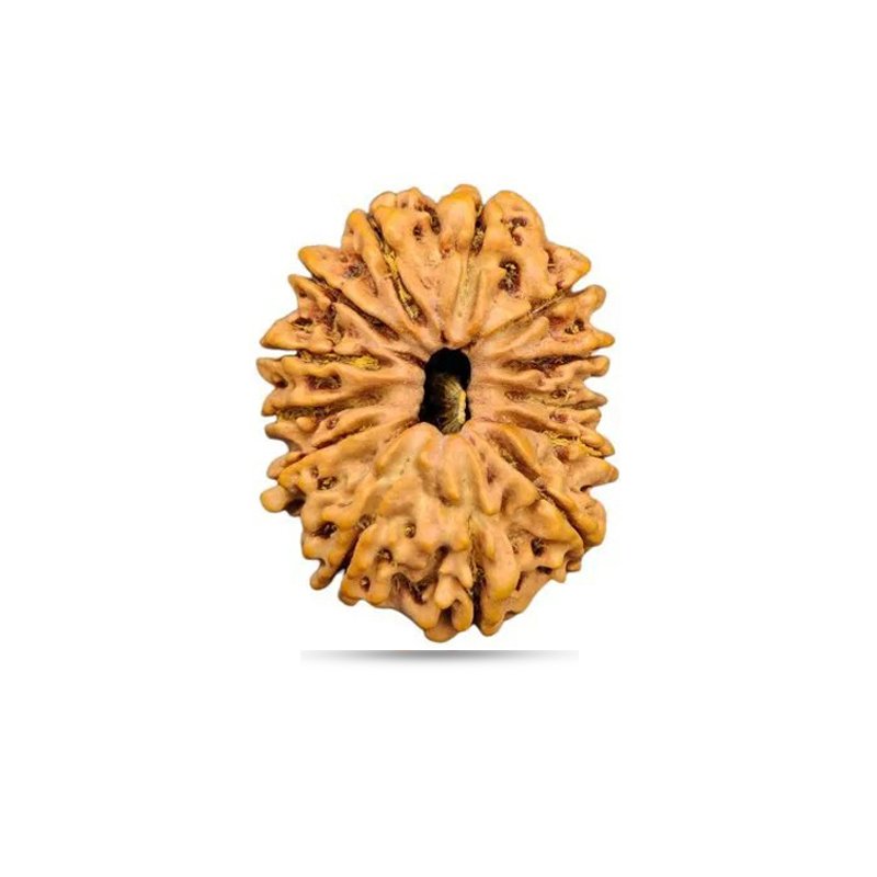 13 Mukhi Nepal - Big