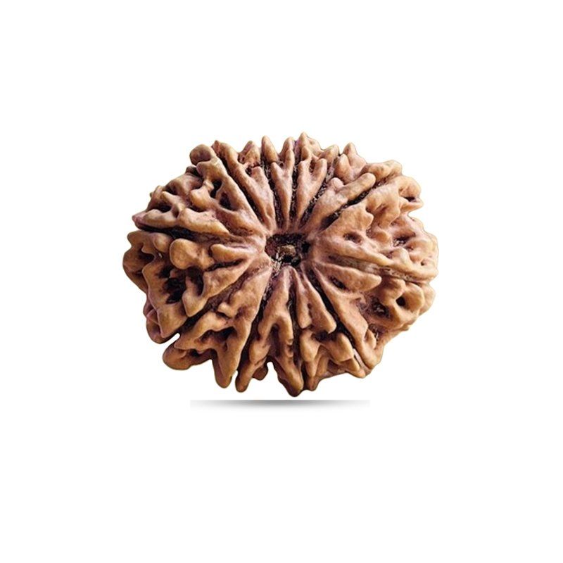 11 Mukhi Nepal - Big