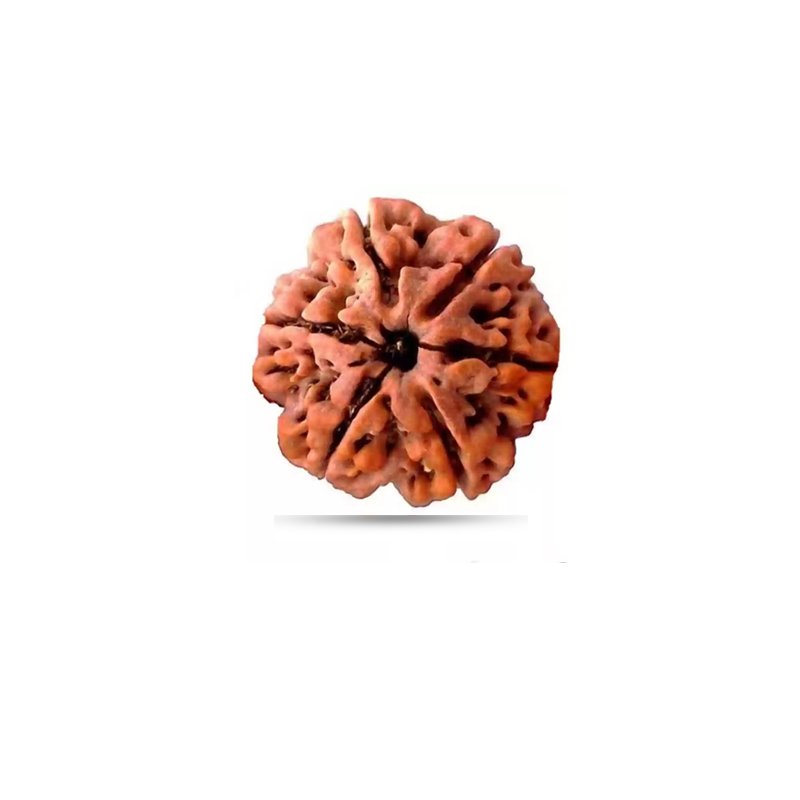 6 Mukhi Nepal