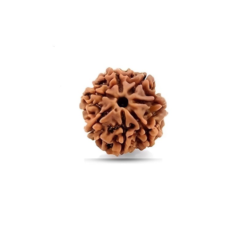 7 Mukhi Nepal - Small