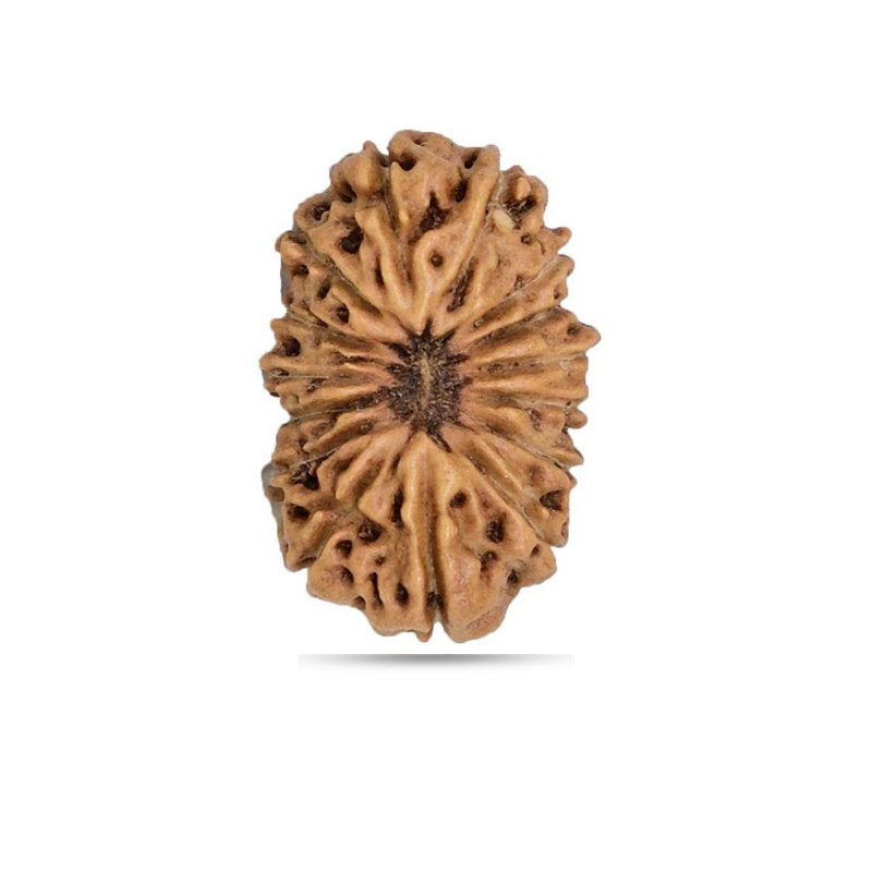 15 Mukhi Nepal - Giant