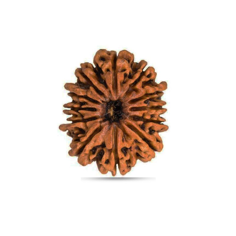 12 Mukhi Nepal - Big