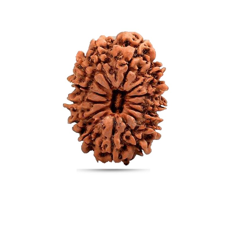 14 Mukhi Nepal - Giant