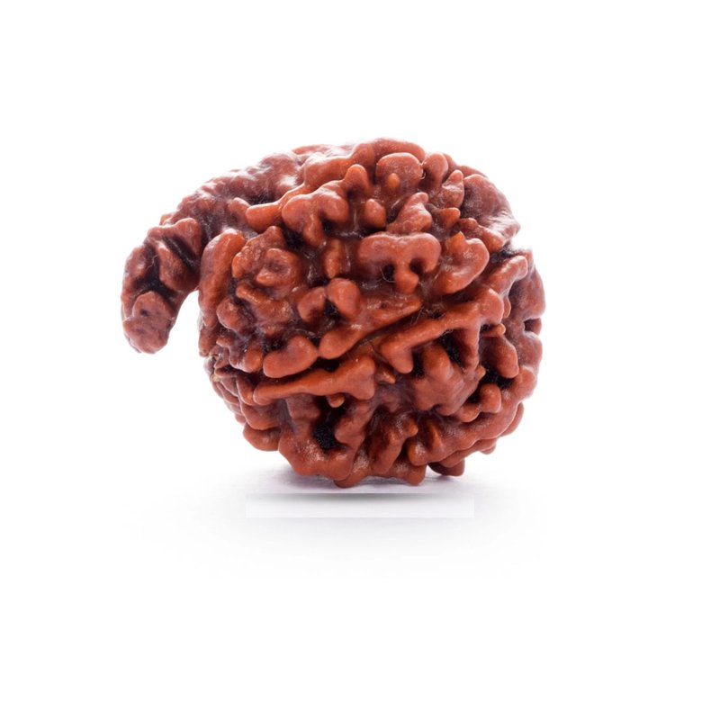Ganesh Rudraksha Nepal - Giant