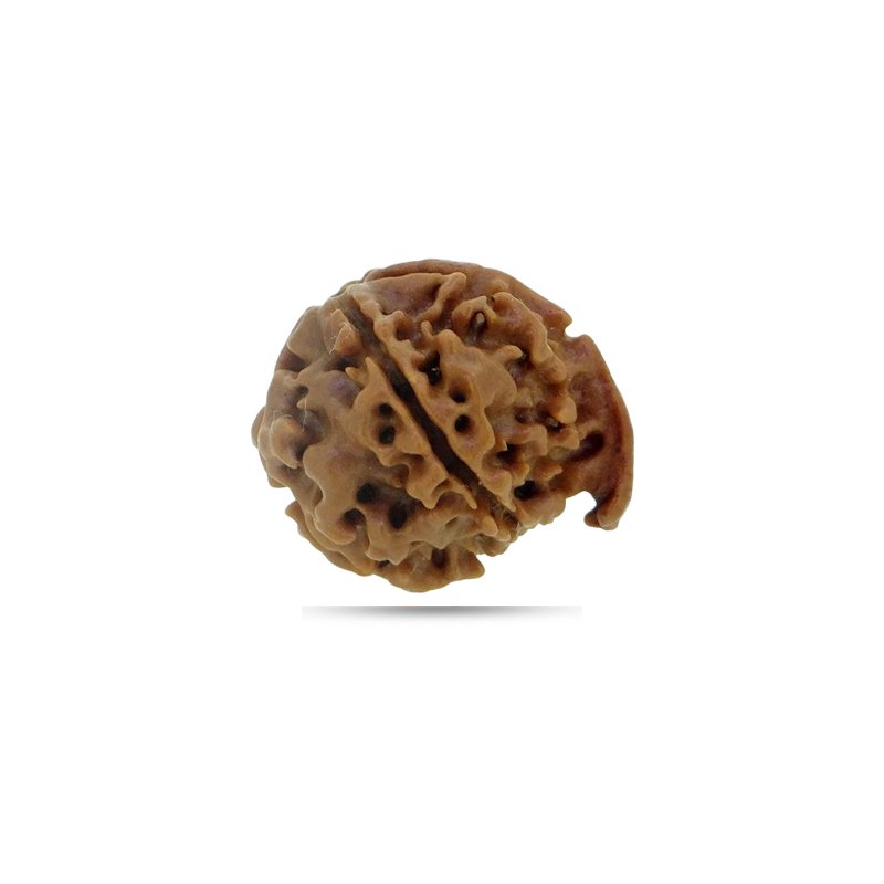 Ganesh Rudraksha Nepal