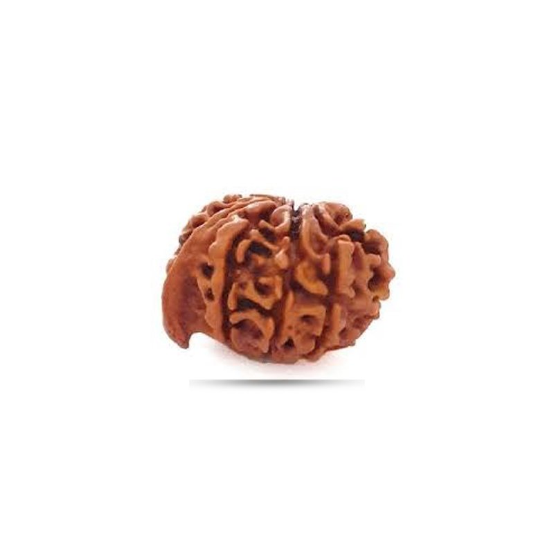 Ganesh Rudraksha Nepal - Big