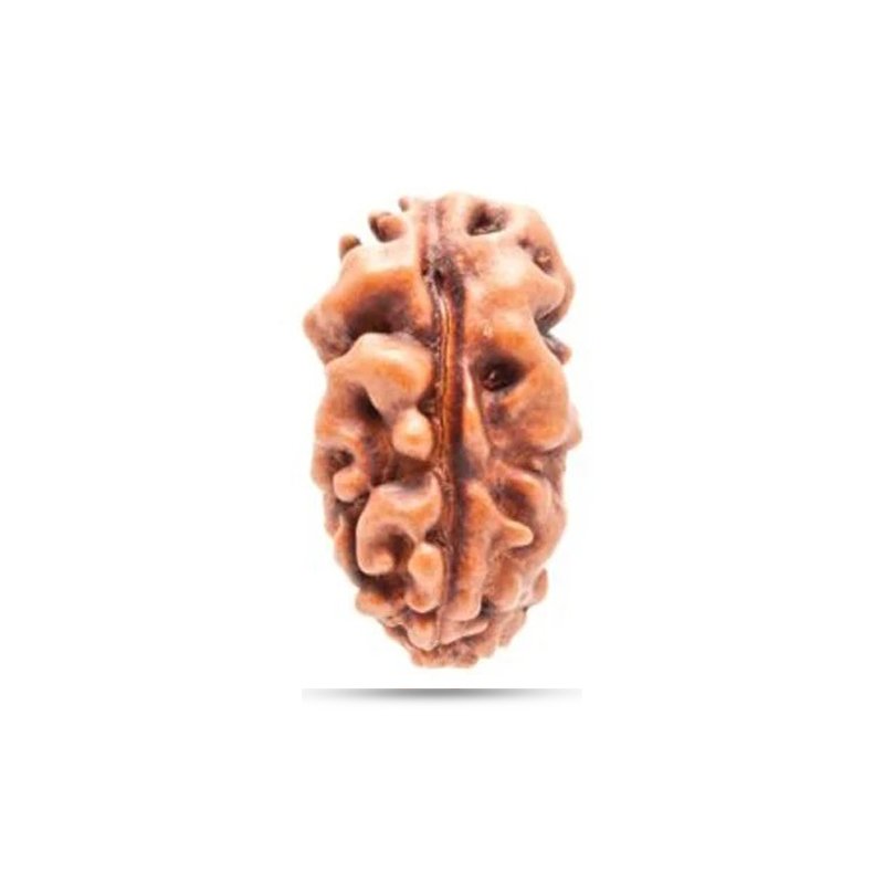 1 Mukhi Indonesia - Giant