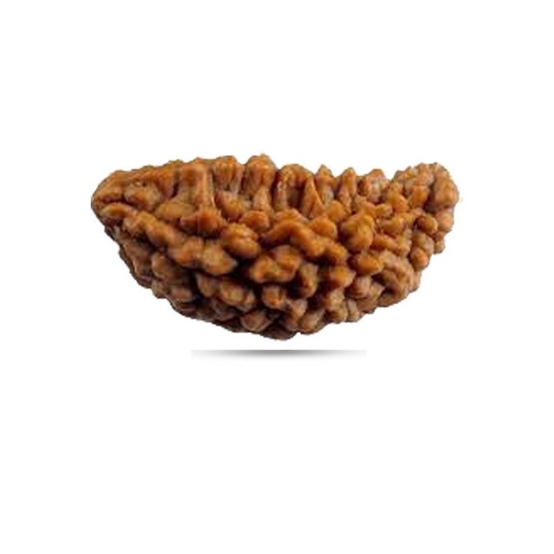 1 Mukhi Halfmoon - Big