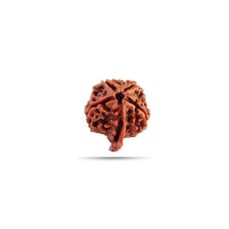 Ganesh Rudraksha Nepal - Small