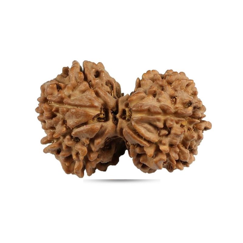Gauri Shankar Rudraksha Nepal - Big