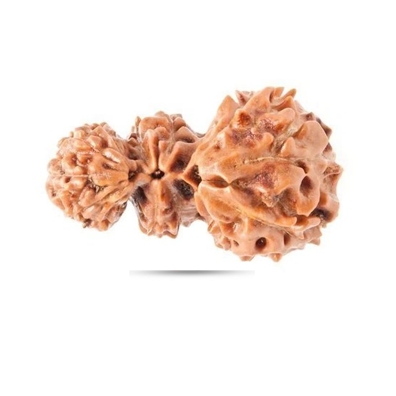 Trijuti Indonesia - Big