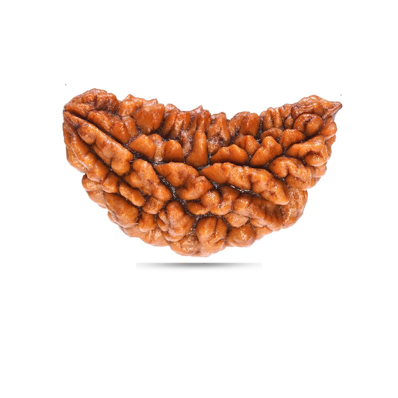 1 Mukhi Halfmoon - Giant