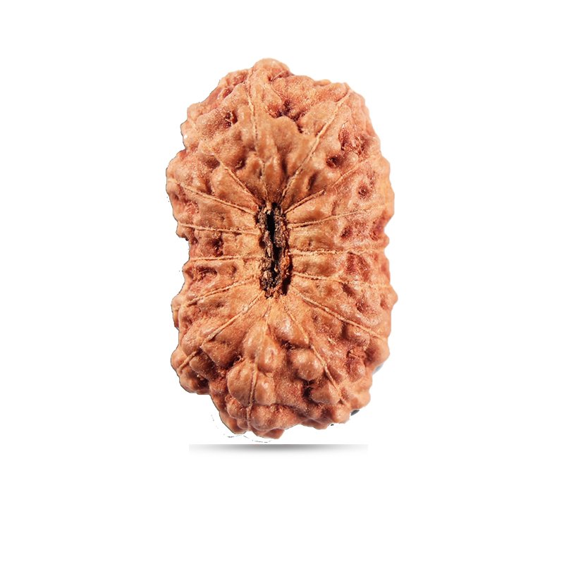 15 Mukhi Indonesia - Giant