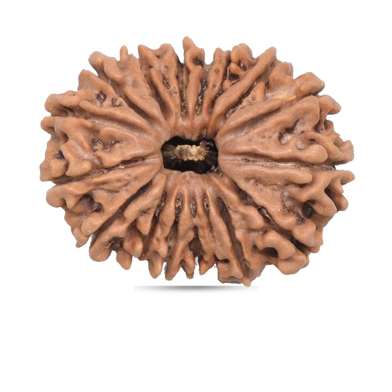 17 mukhi Nepal - Giant