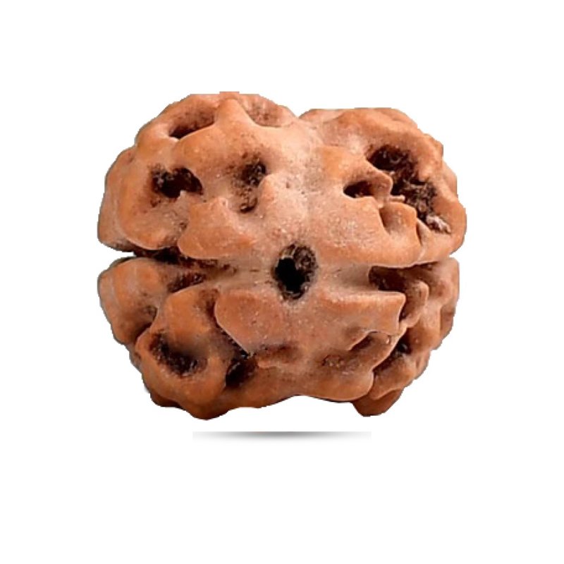 2 Mukhi Indonesia - Giant