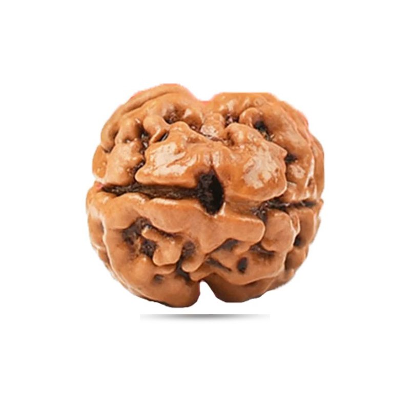 2 Mukhi Nepal - Giant