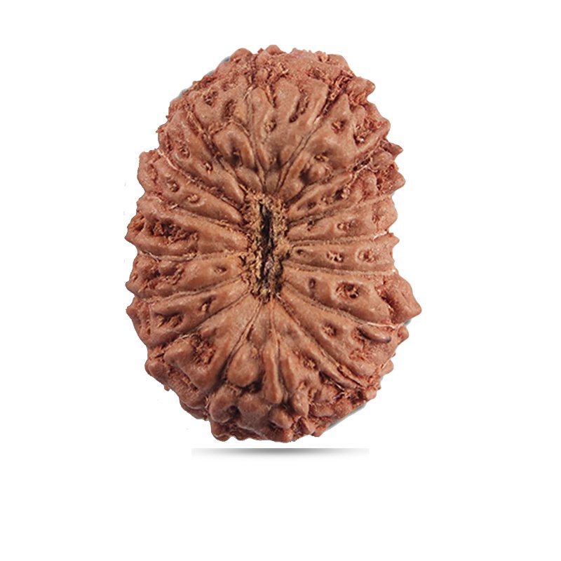 16 mukhi Indonesia - Giant