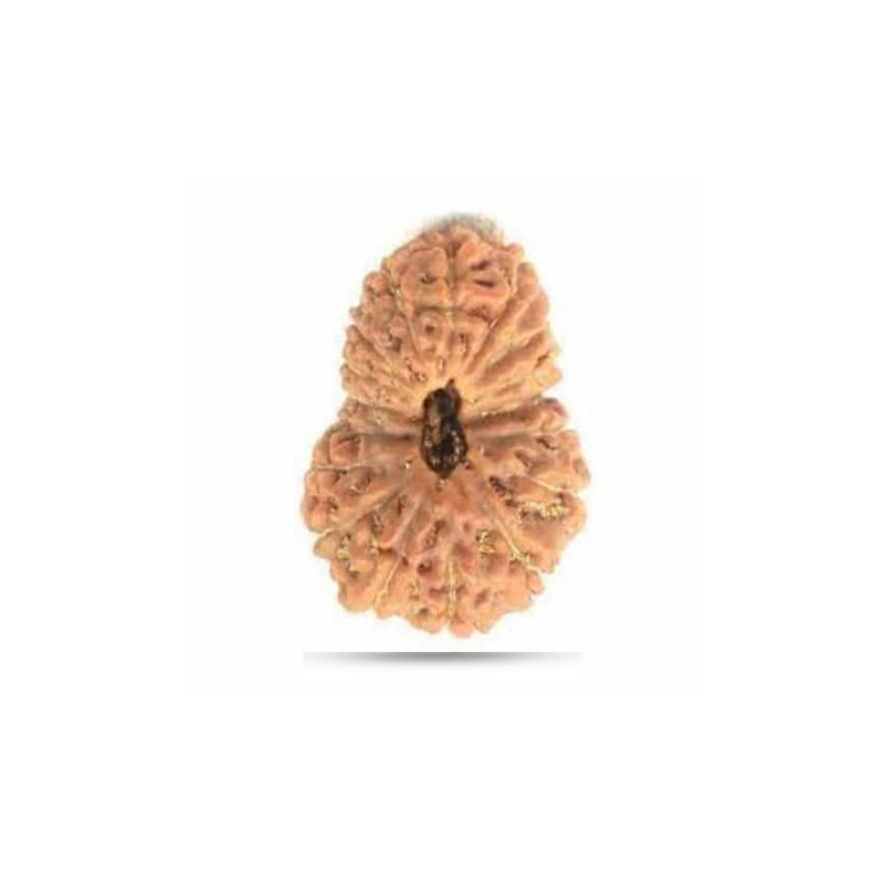 17 mukhi Indonesia - Small