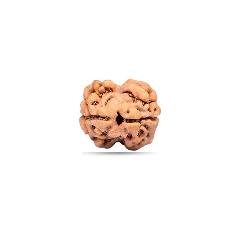 2 Mukhi Nepal - Small