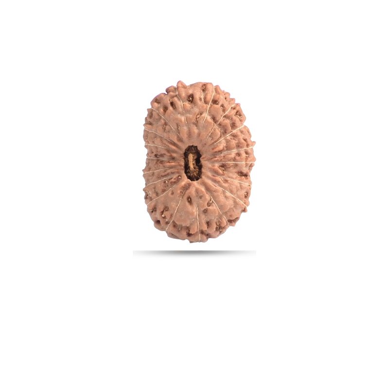 18 mukhi Indonesia - Small