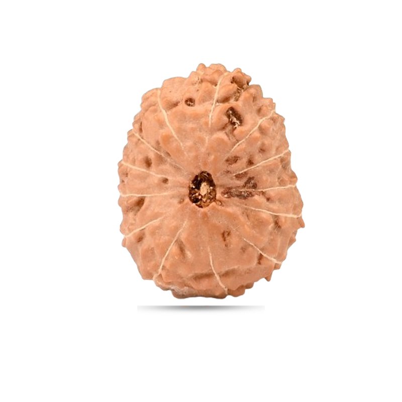 15 Mukhi Indonesia - Big