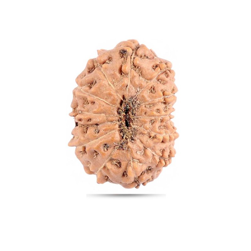 13 Mukhi Indonesia - Big