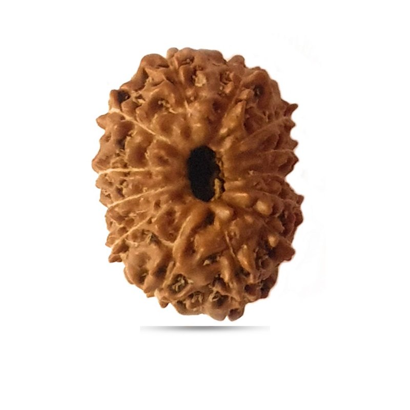 13 Mukhi Indonesia - Giant