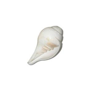 Shankh - Small