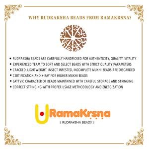 16 Mukhi Rudraksha Indonesia (Big)