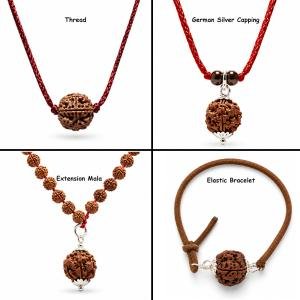 5 Mukhi Rudraksha Nepal (Giant)